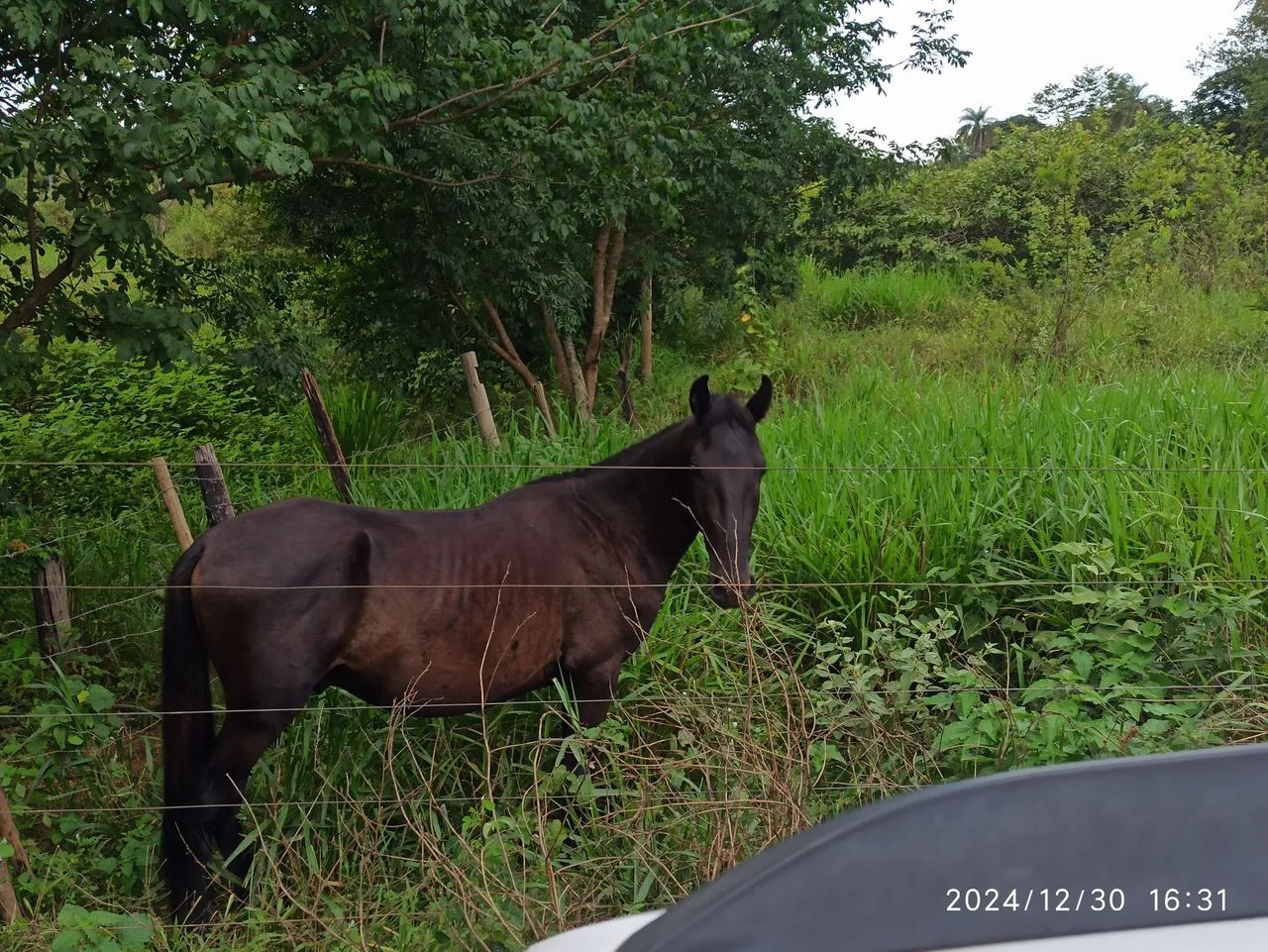 Potro Mangalarga Marchador - Foto 6