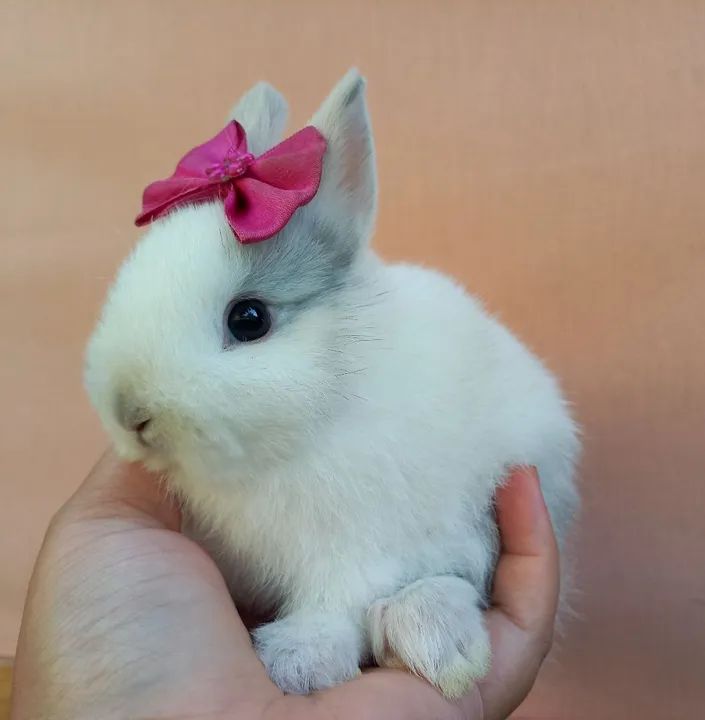 Coelho Anão Netherland Dwarf 