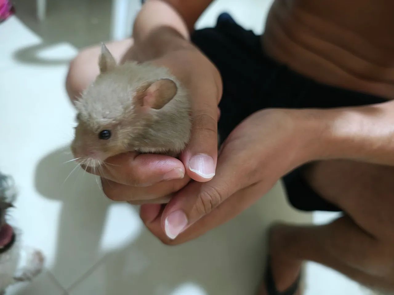 Vendo gaiola completa + Hamster sírio + Acessórios 