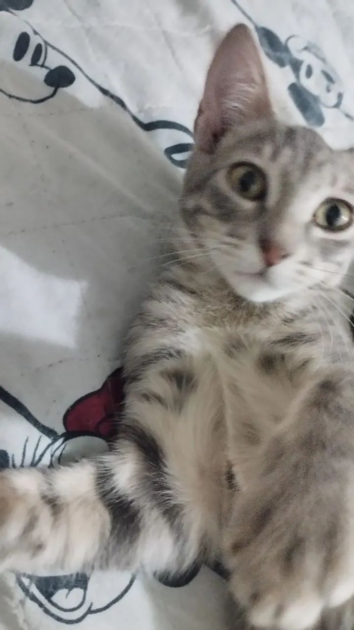 Gatos para doação  - Foto 5