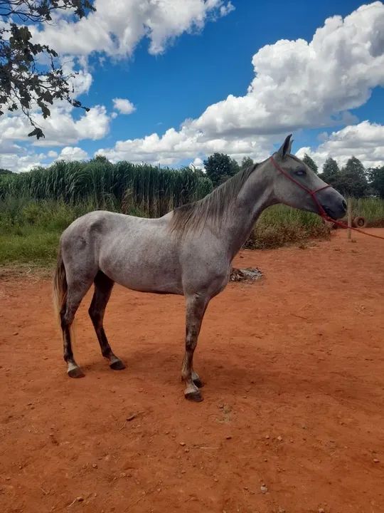 Vendo cavalo manga larga - Foto 3