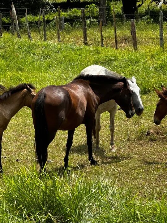 Égua ( receptora ) - Foto 2