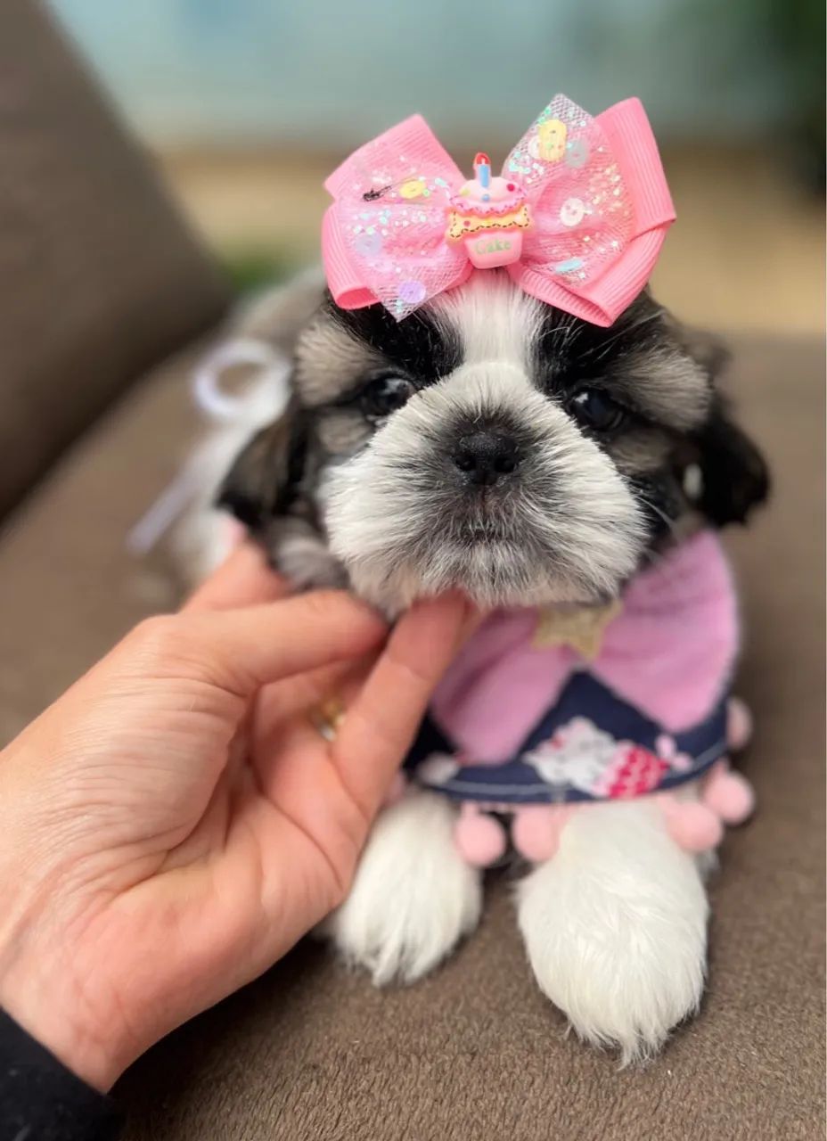 Fêmea de Shih Tzu 