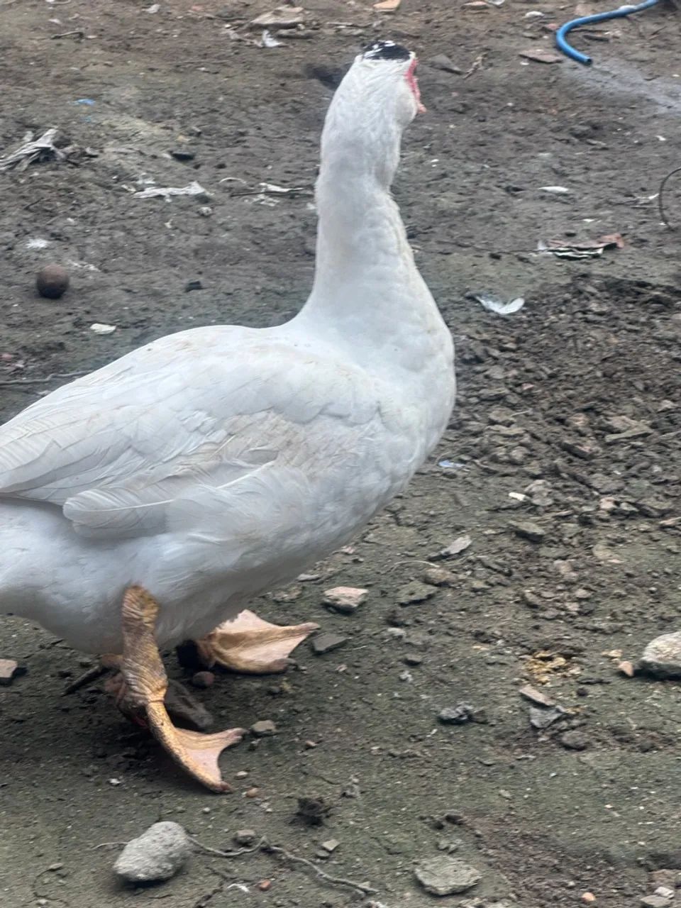 Pato macho branco faço entrega 