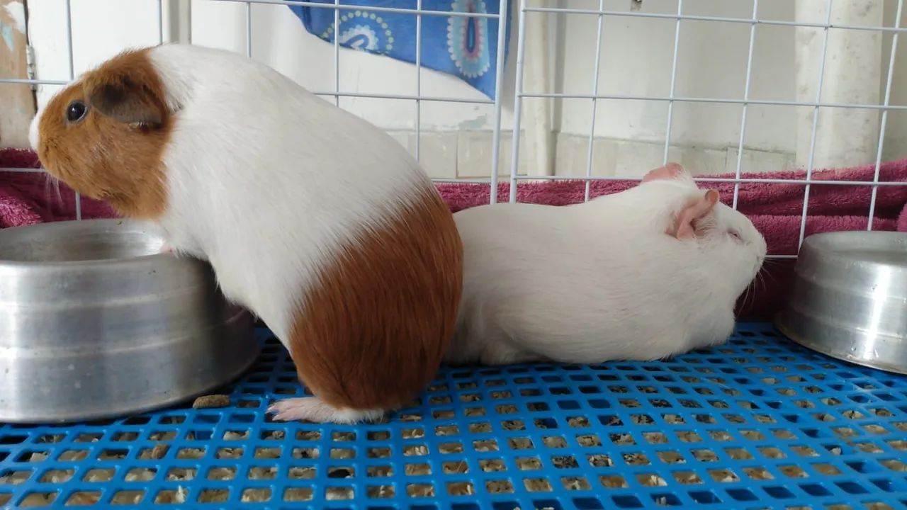 Duas porquinhas da india fêmea  - Foto 4