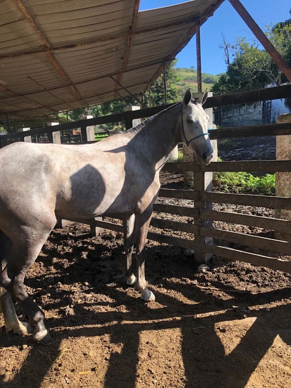 Potra Mangalarga Machador  - Foto 4