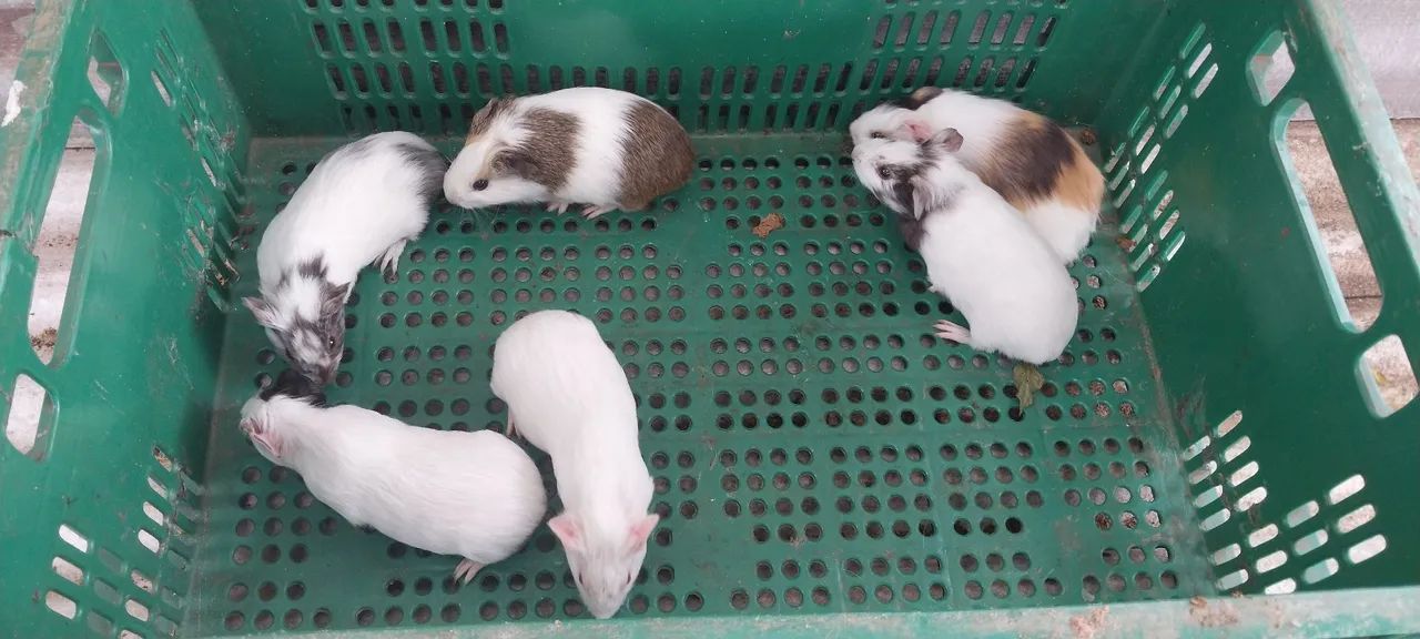 Filhotes de porquinhos para venda  - Foto 6