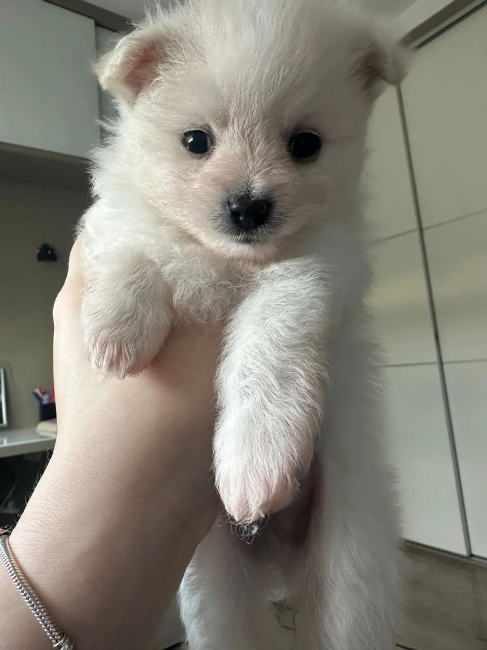 Filhotes de Spitz Alemão - Lulu pomerania - Foto 3