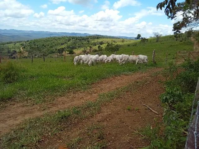 Novilhas Nelore, pêso médio 9@. - Foto 5