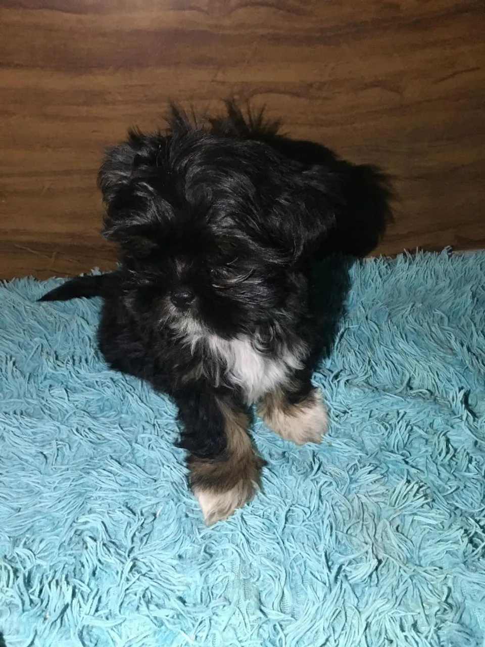Shih Tzu Macho