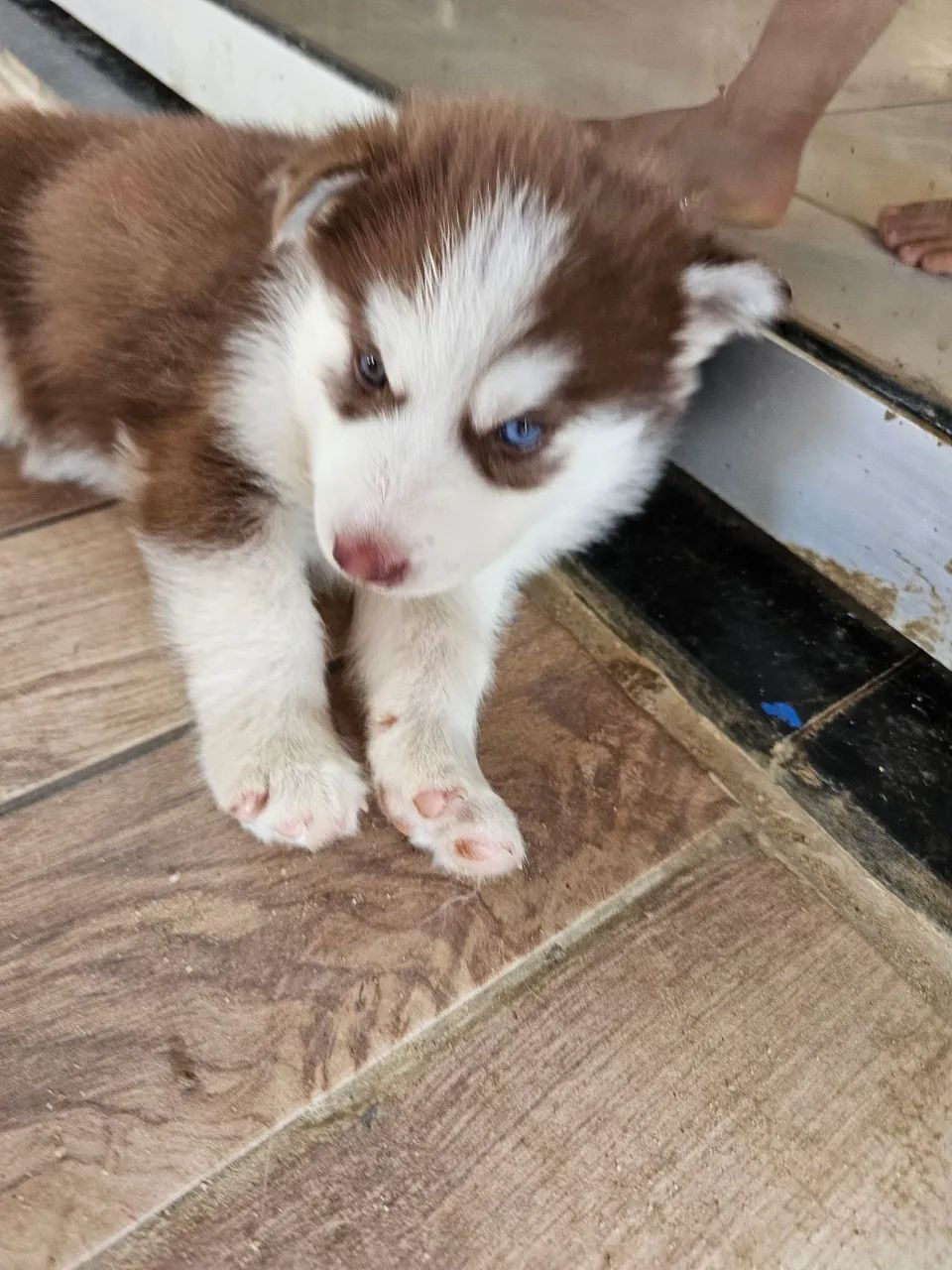 Filhote Husky Siberiano - Foto 5
