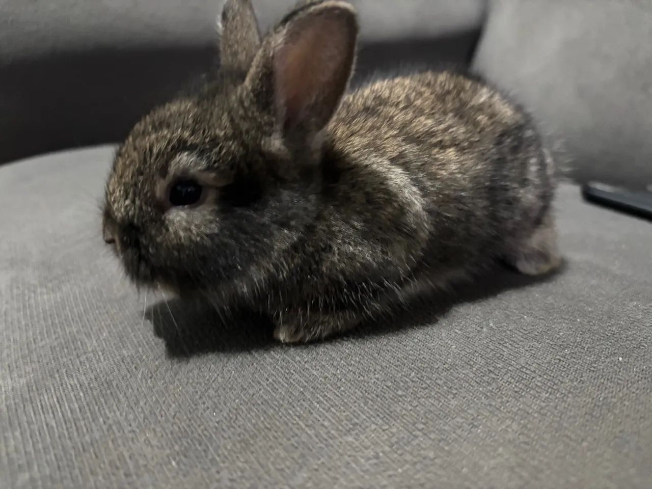 Coelhinhos filhotes fofos - Foto 2