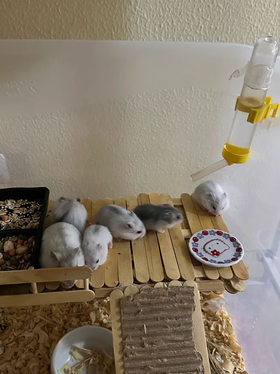 Filhotes de Hamster Anão russo para venda  - Foto 2