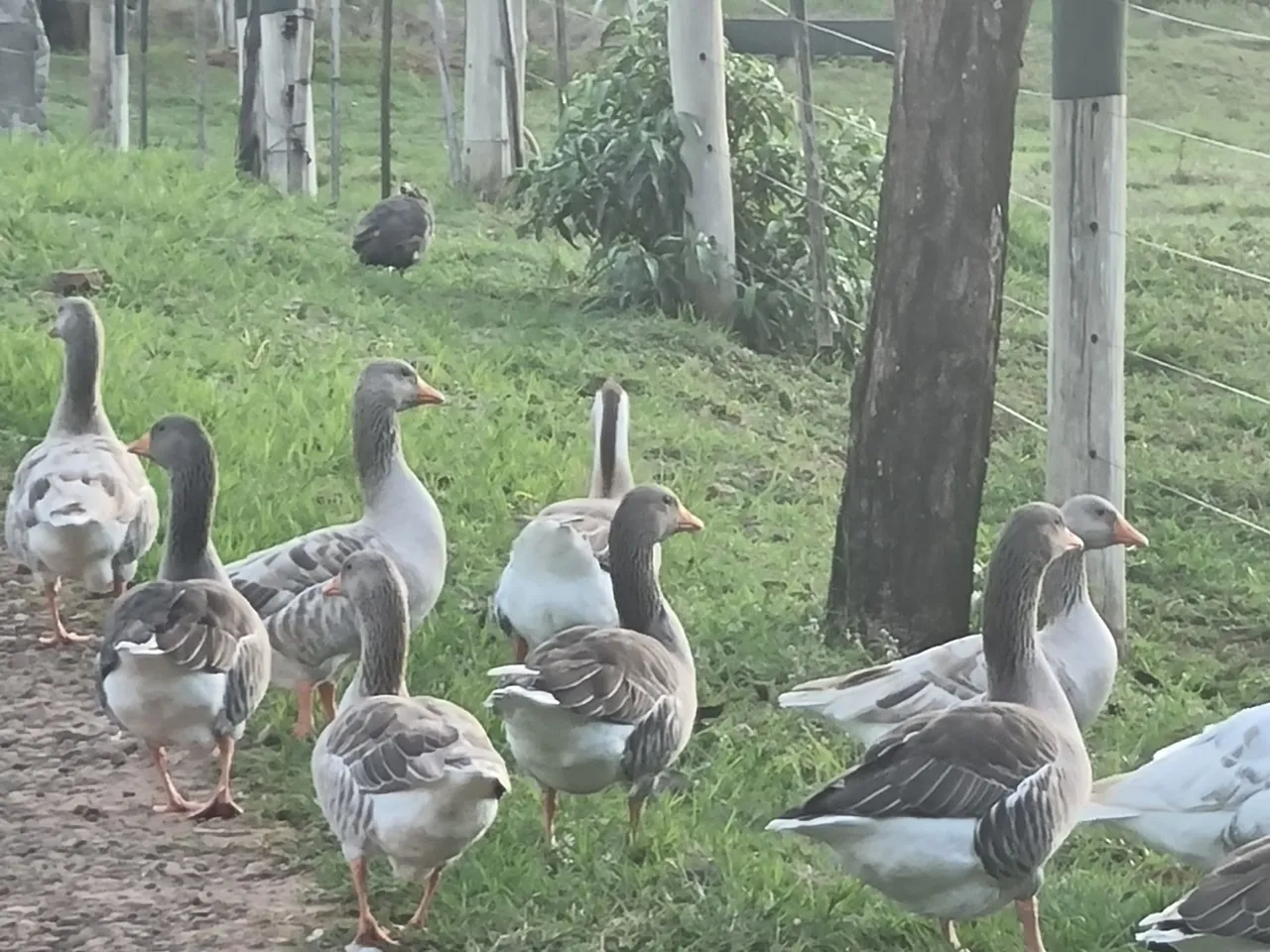 Gansos Lindos