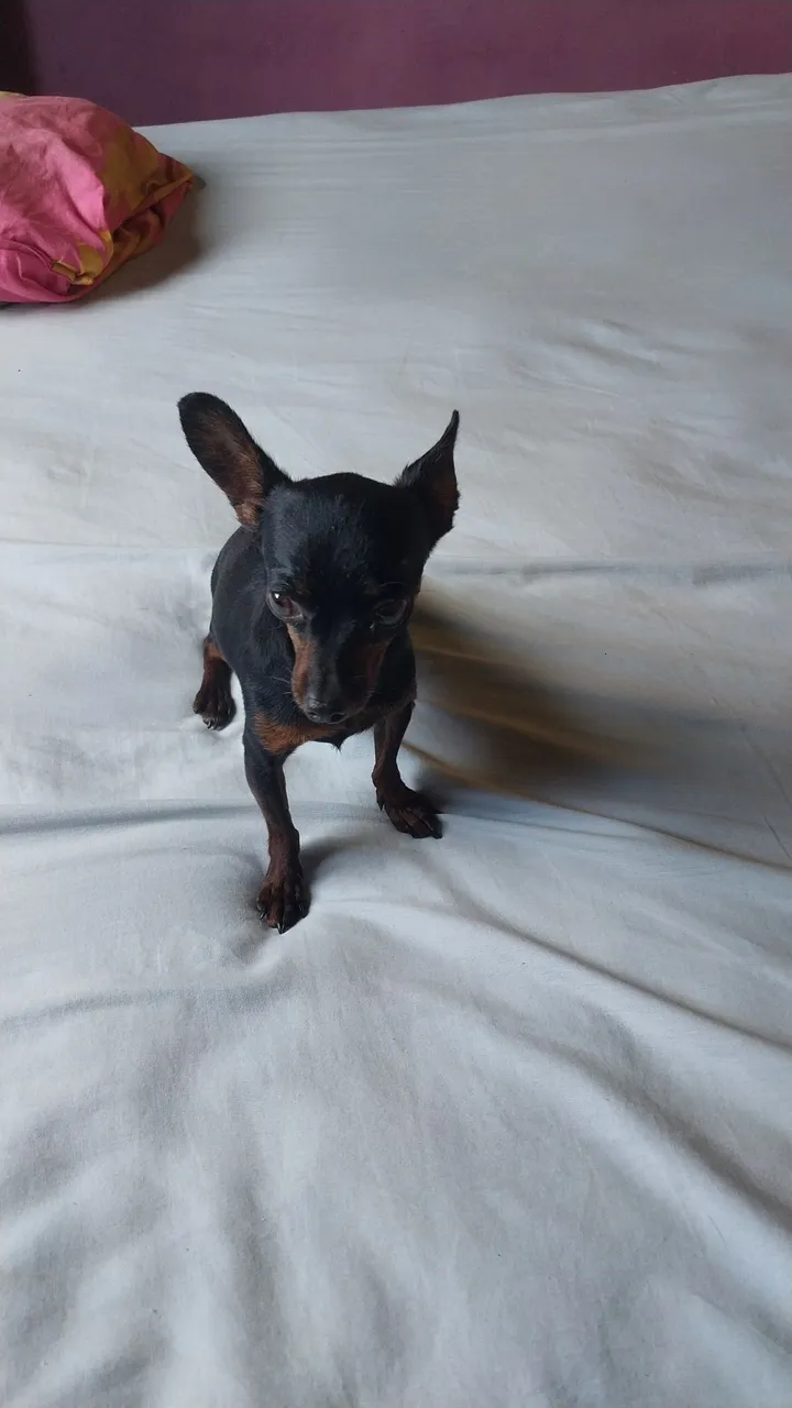 Pincher fêmea co 3 anos bem pequena