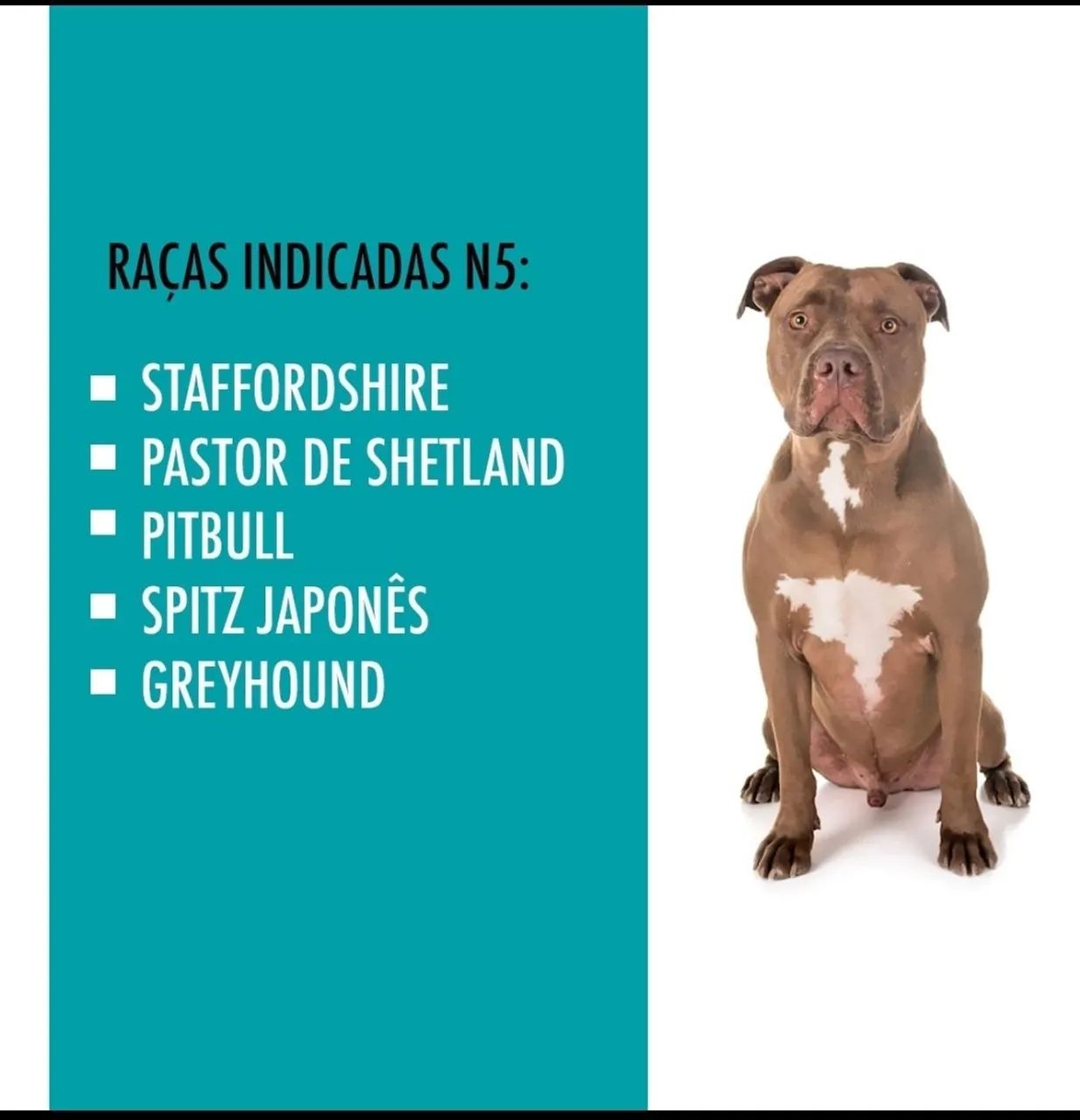 Casinha para Cachorro - Foto 2