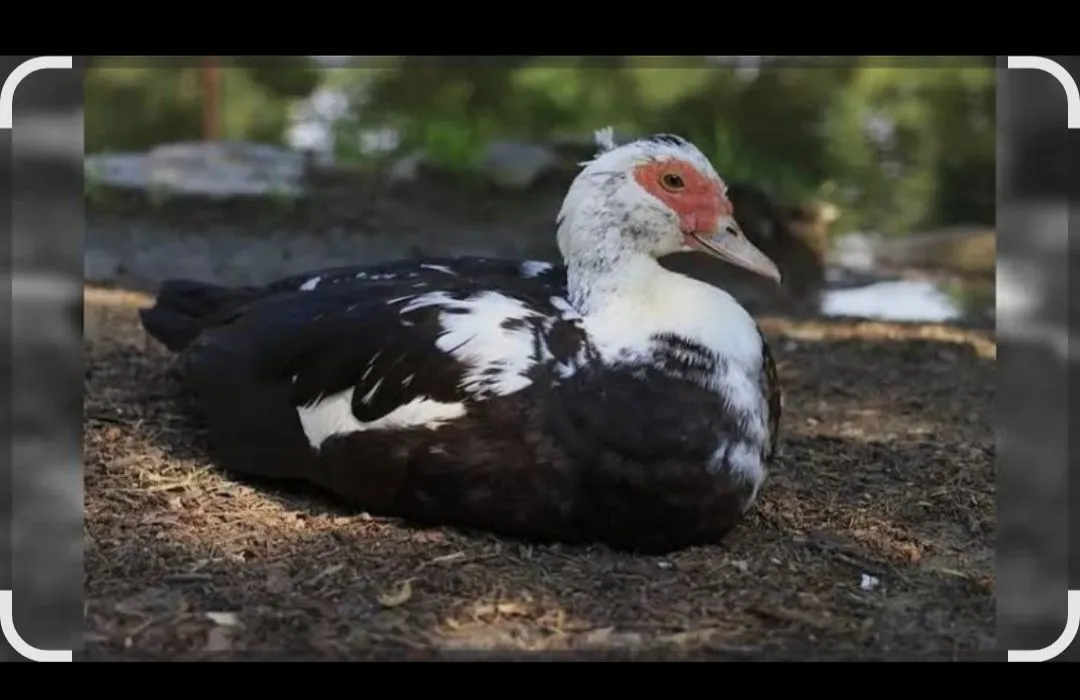 Pato mansinho disponivel