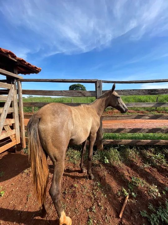 Potra Mangalarga Marchador Raça Pura - Foto 4