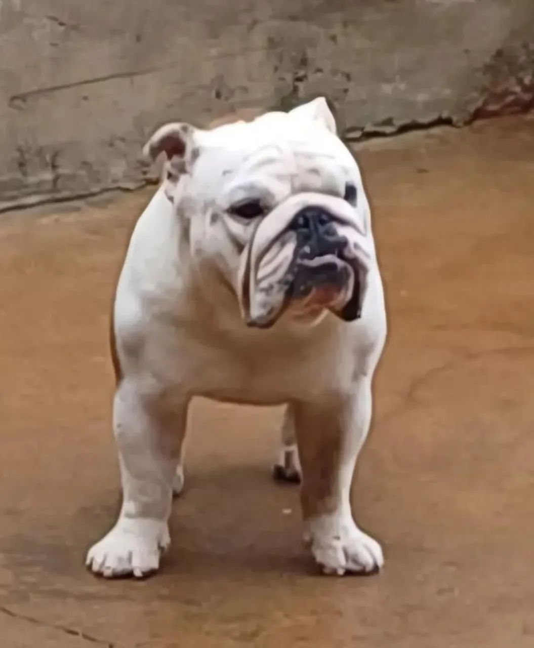 Macho Bulldog Inglês (Padreador) - Foto 4