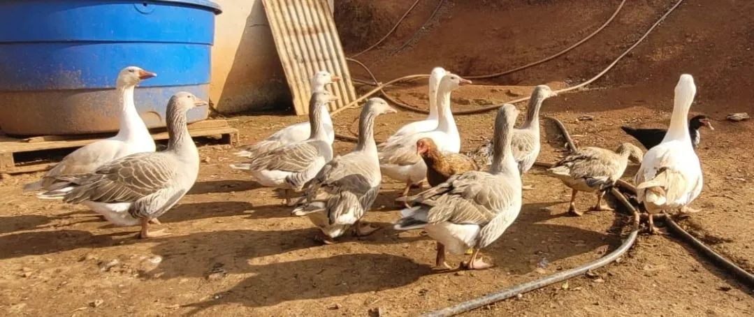 Galinhas Caipiras e Gansos - Foto 4