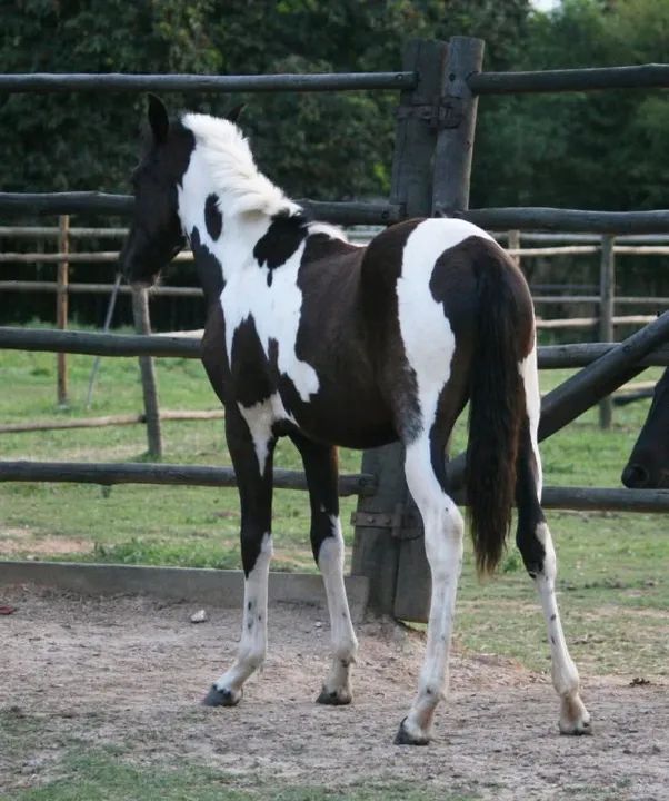 Cobertura Cavalo Pampa de Preto Homozigoto "Antares da Santa Esmeralda" - Foto 6