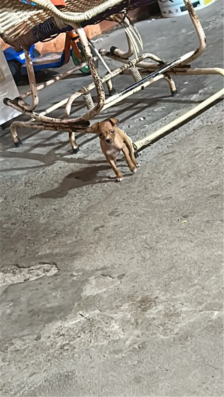 Filhote de Pinscher macho n:1