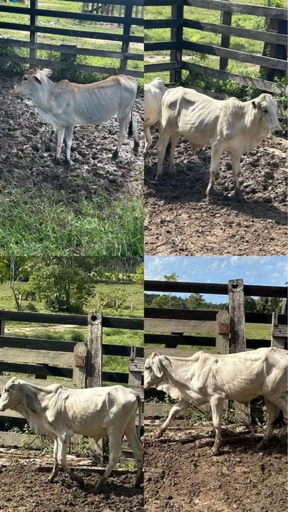 Vende-se 5 vacas e 4 bezerros.  - Foto 3