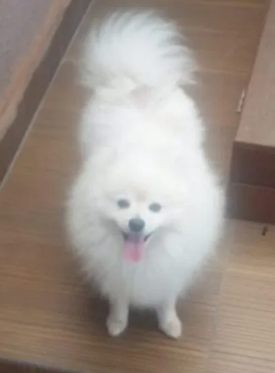 Filhote de Spitz Alemão