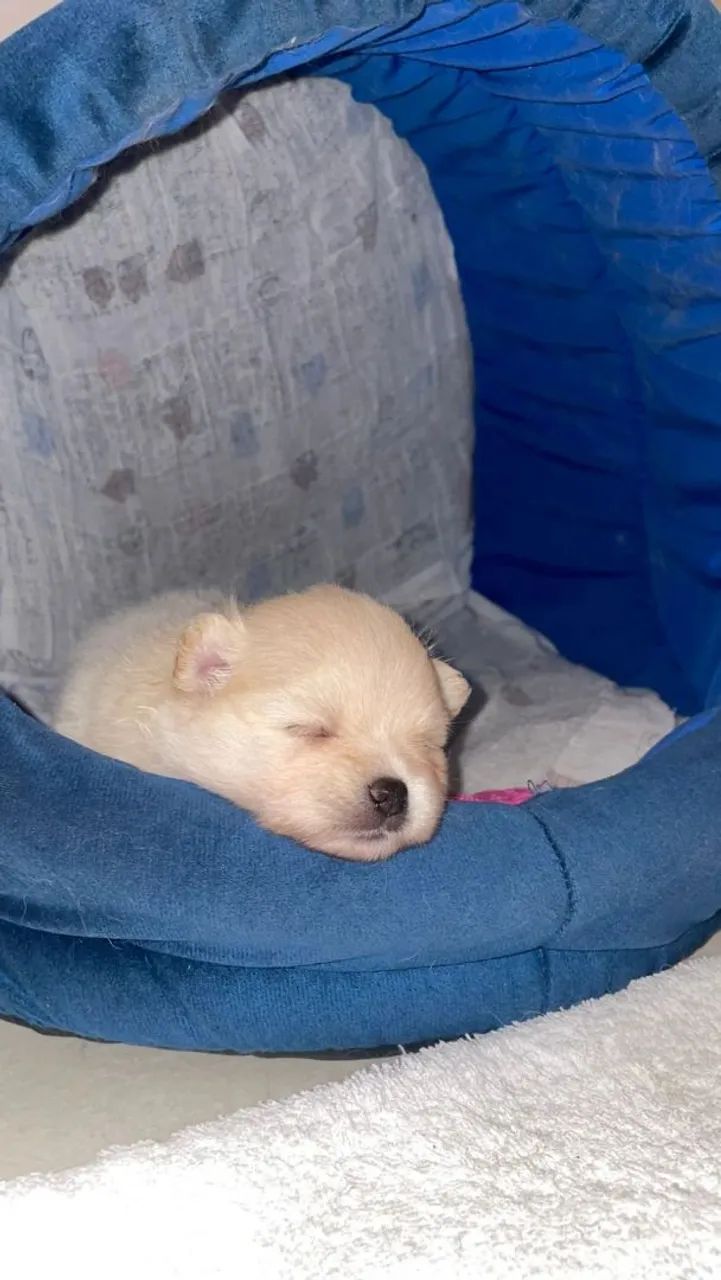 Lulu da Pomerânia Fêmea com pedigree.  Ainda disponível 1 fêmea - Foto 3