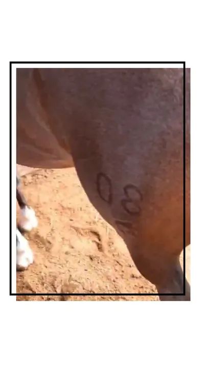 Cavalo crioulo ? ROUBADO ? em navegantes. - Foto 2