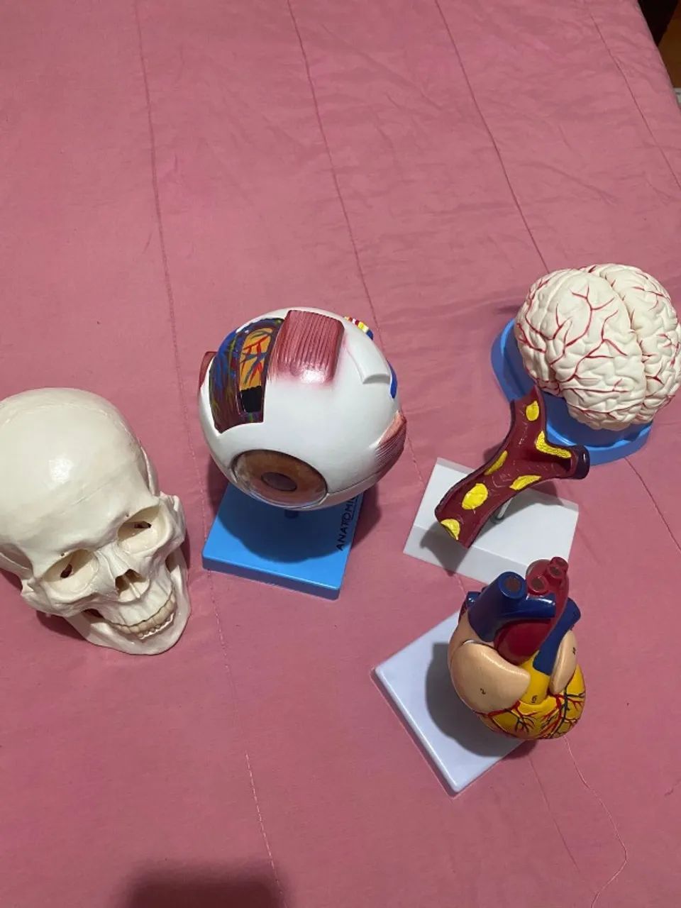 Modelo Anatômico