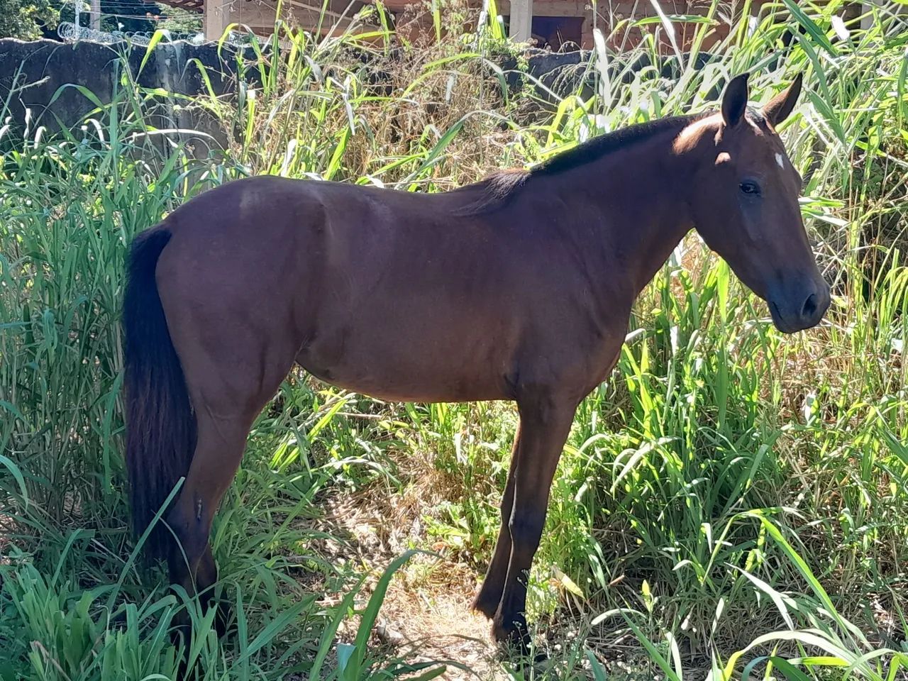 Egua piquira com sela e arreio - Foto 3