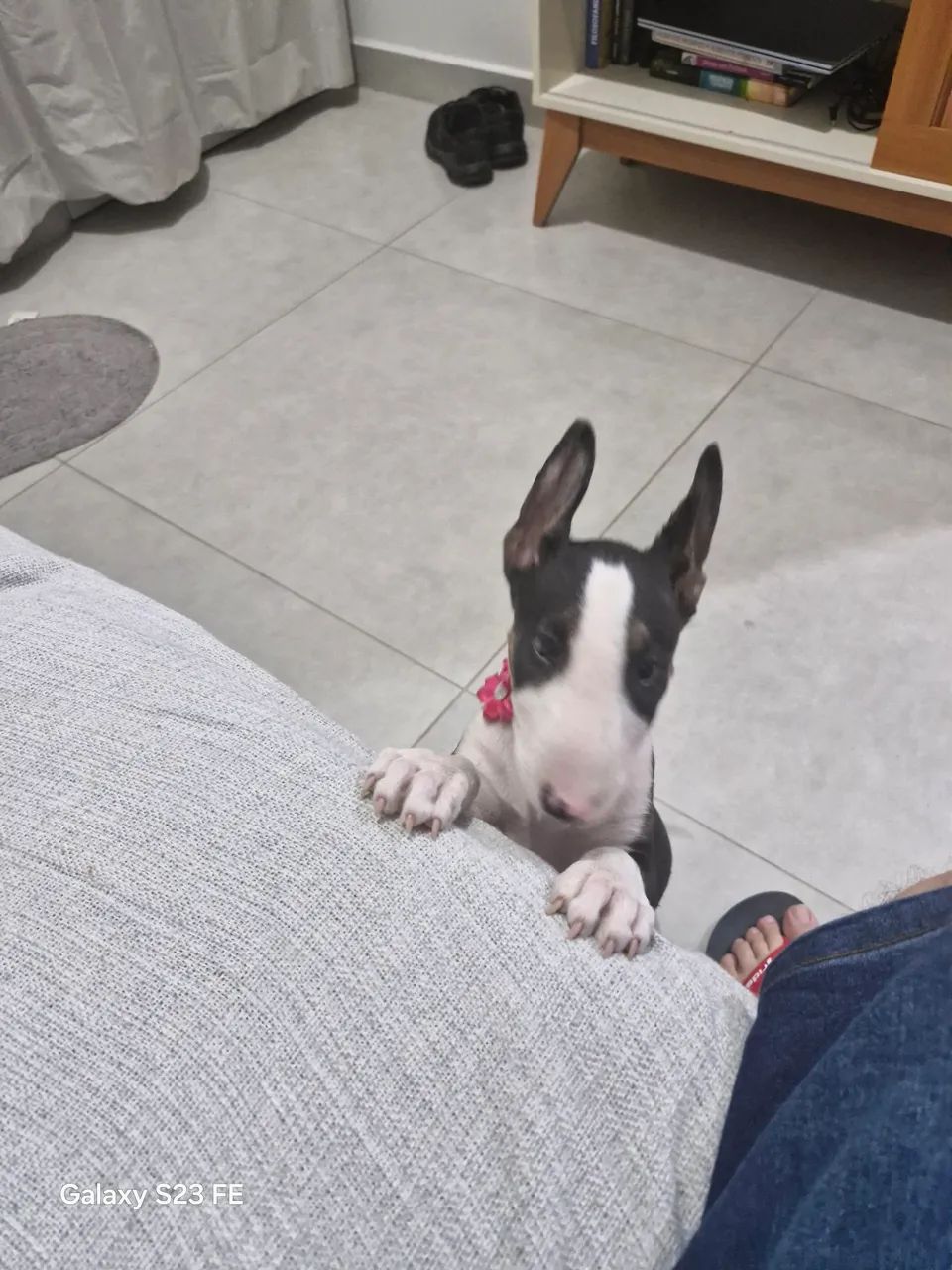 Bull Terrier Inglês - Adorável! - Foto 4