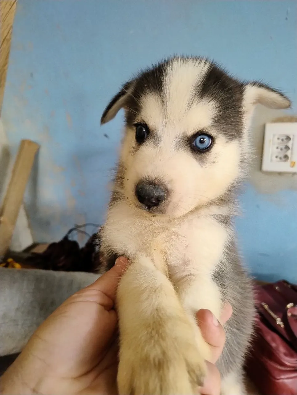 Filhote de Husky Siberiano - Olhos Azuis!
