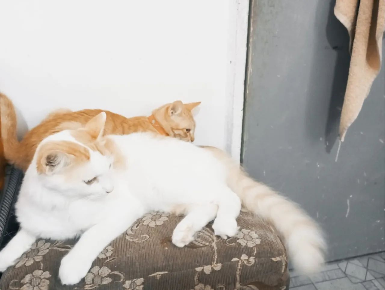 Três gatinhos fofinhos para adoção - Foto 4