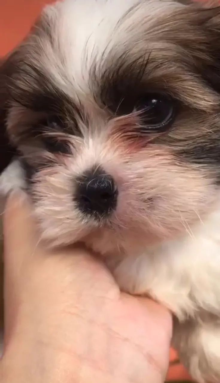 Shih Tzu Fofo vende - Foto 4