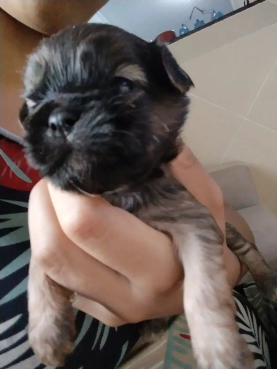 Filhote de Shih Tzu mini com Poodle disponível para adoção!