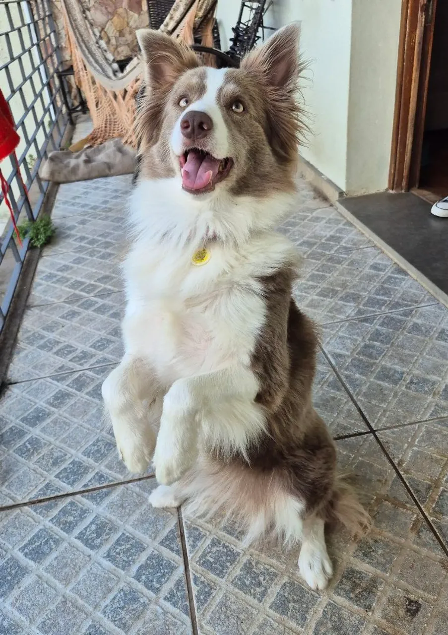 Adestramento de cães