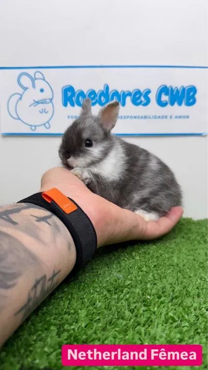 Filhotes de Mini Coelhos (Roedores CWB)  - Foto 3