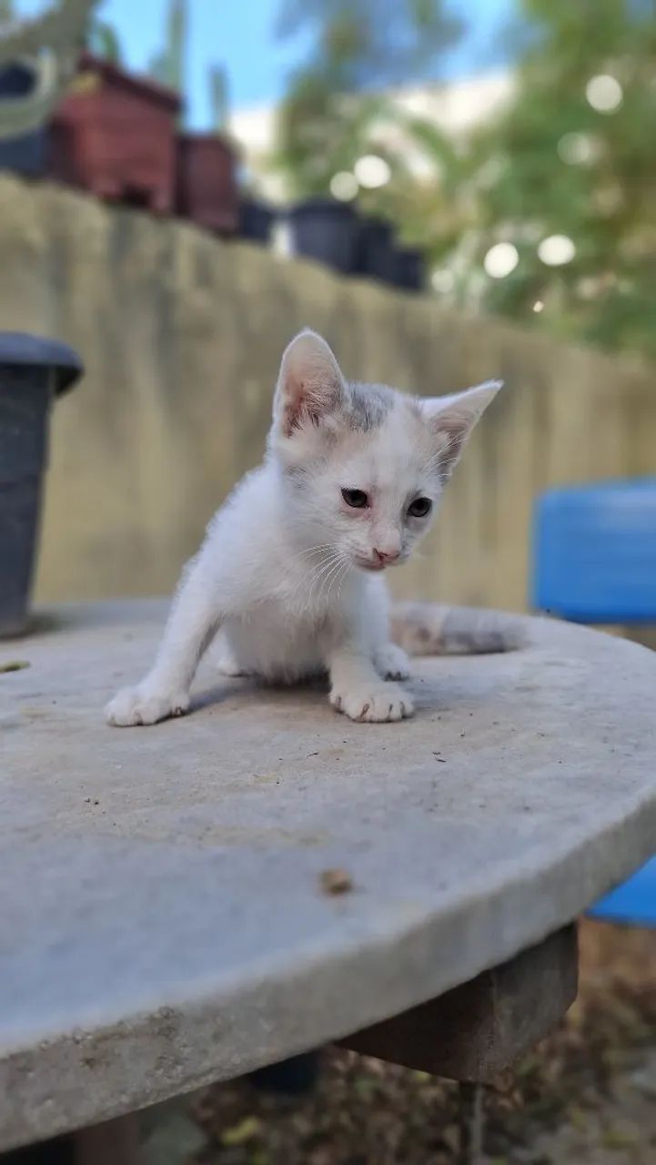 Gatinha para doação 64298692522370123