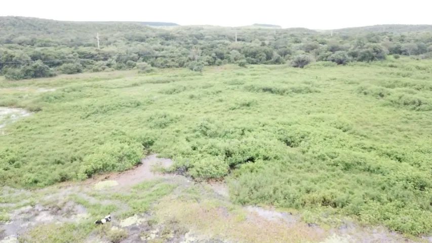 Vendo propriedade rural com 160 hectares - Curimatá/PI - Foto 3
