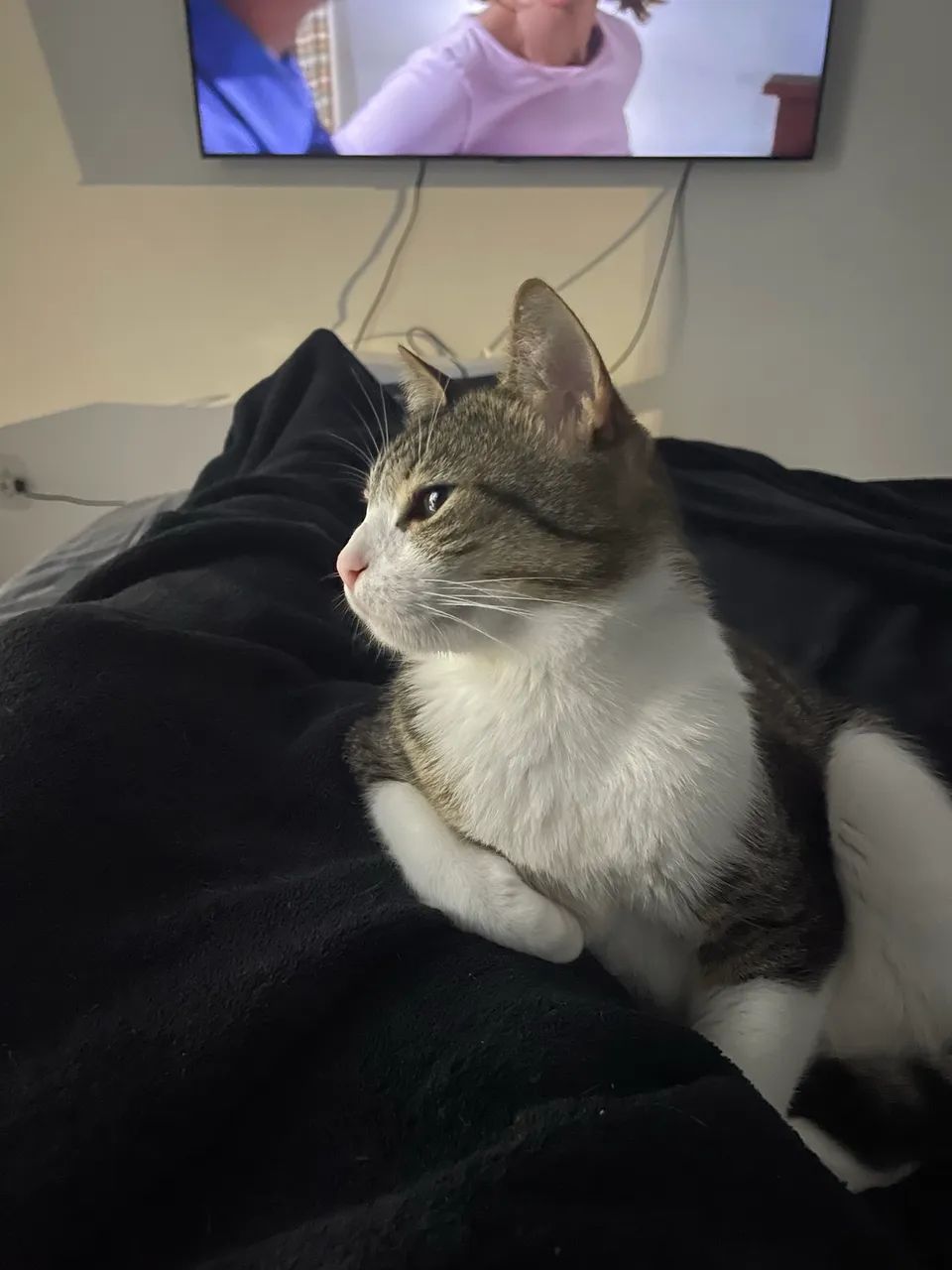 Gatinhas castradas, dóceis e prontas para um lar - Foto 4