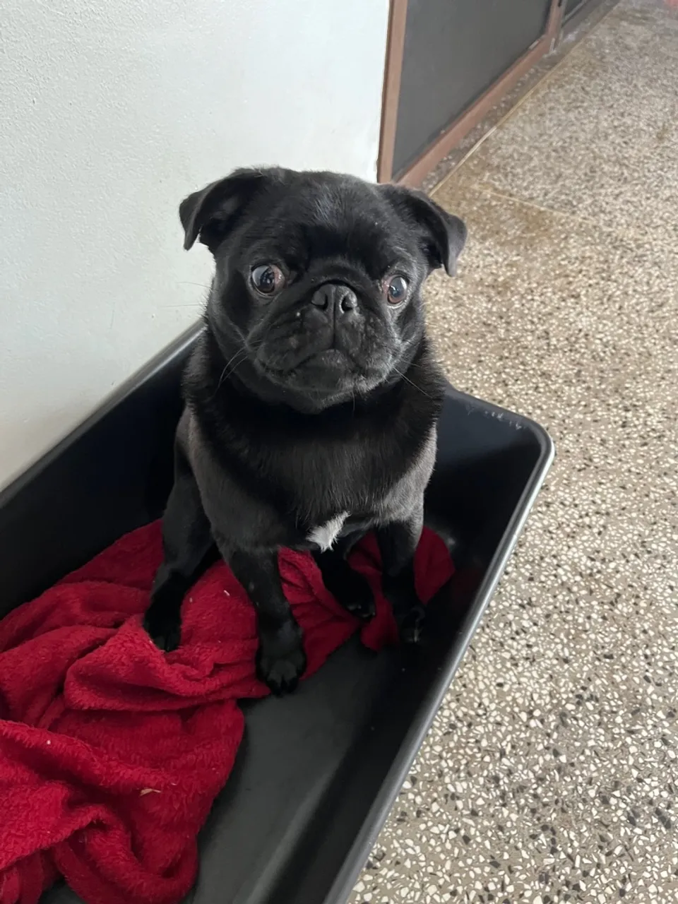 Pug fêmea 