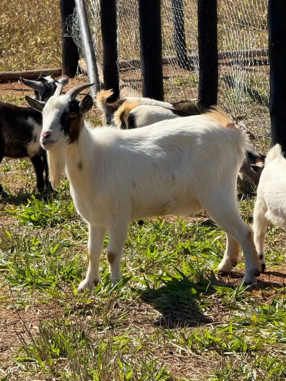 Mini cabras disponíveis 