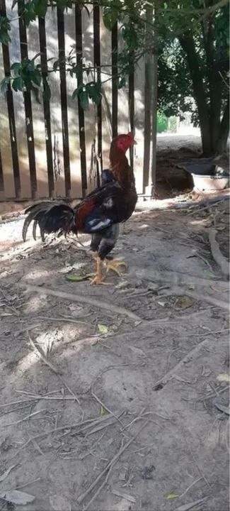 Galinha Caipira  - Foto 3