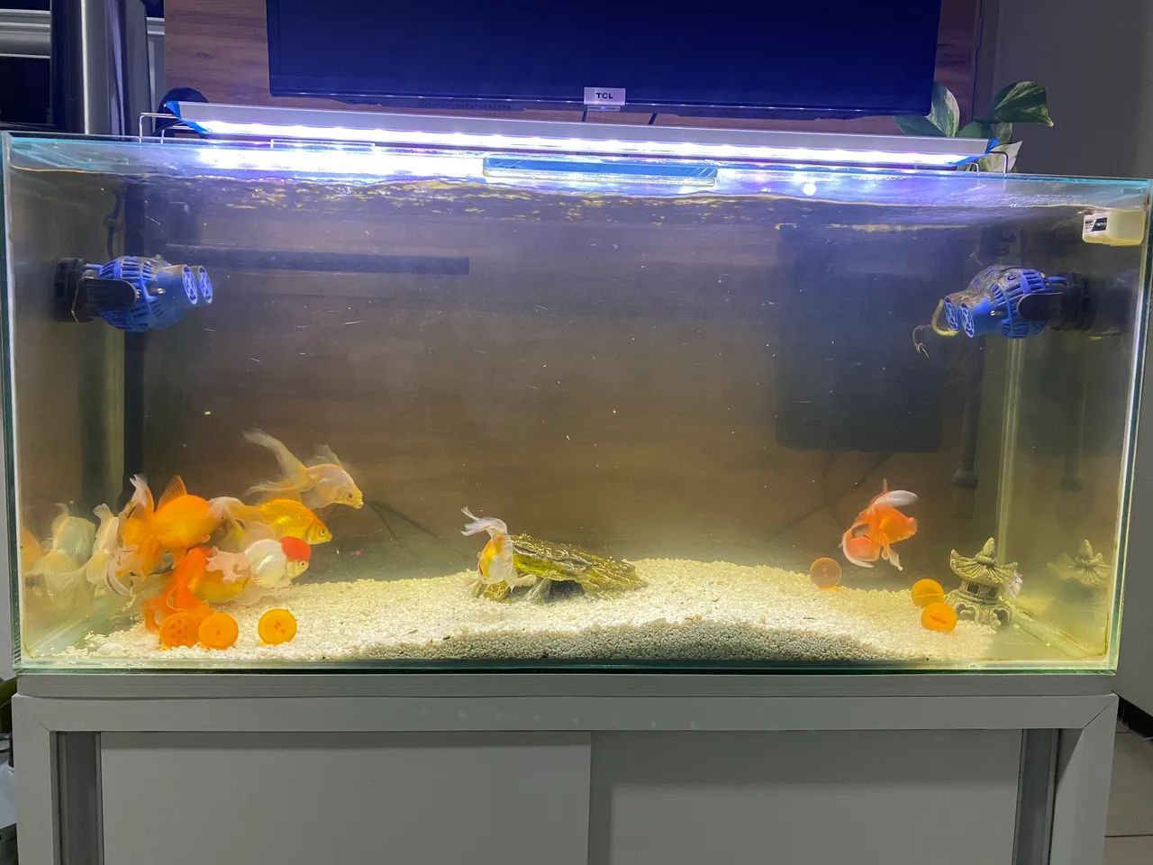 Doando aquário completo  - Foto 2