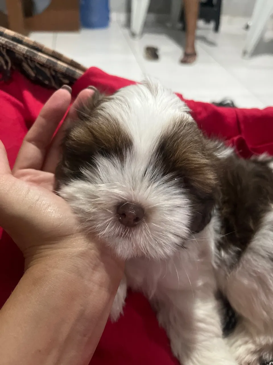 Filhote de Shih Tzu a venda 