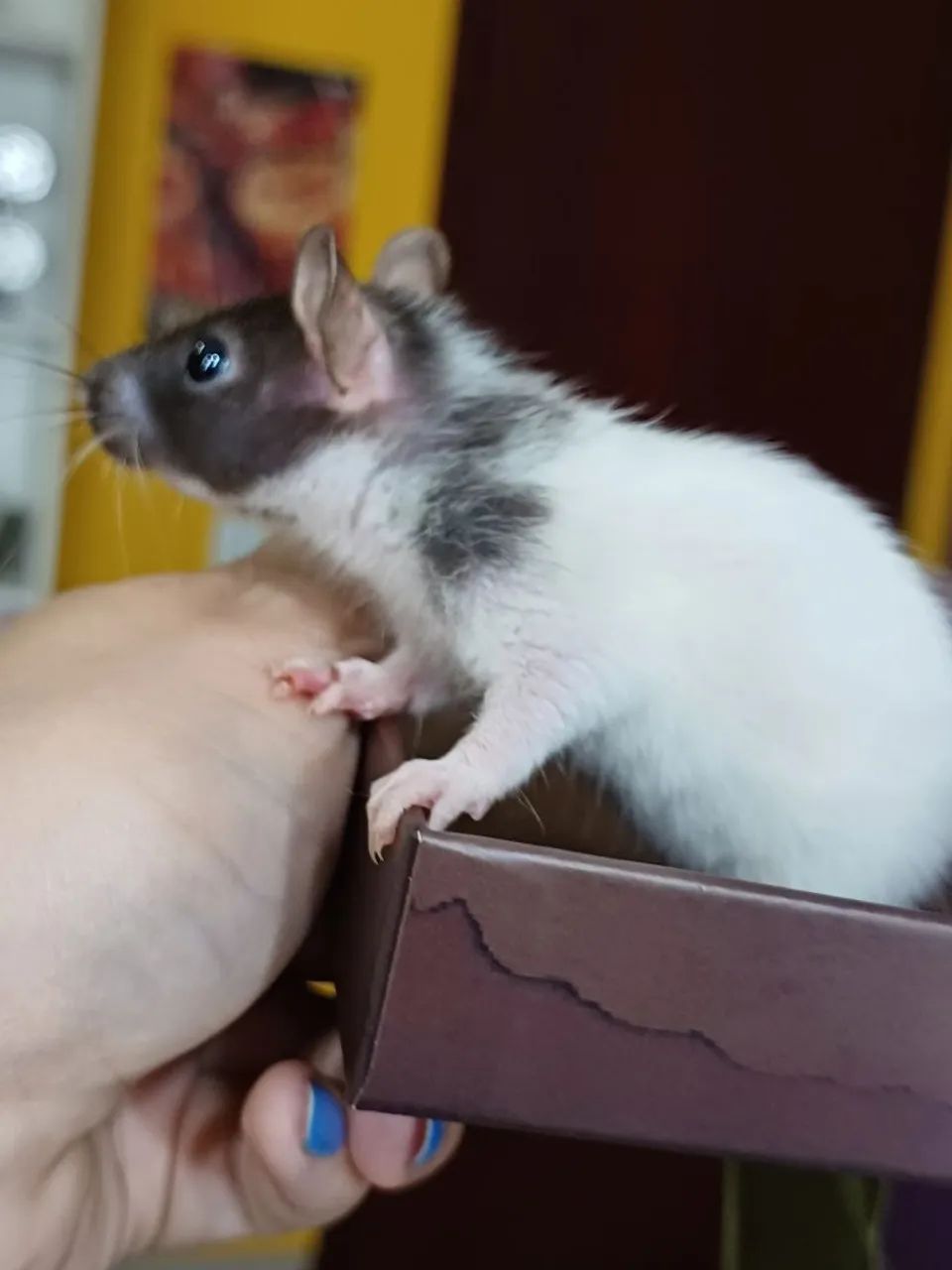 Rato Twister mercol  - Foto 6