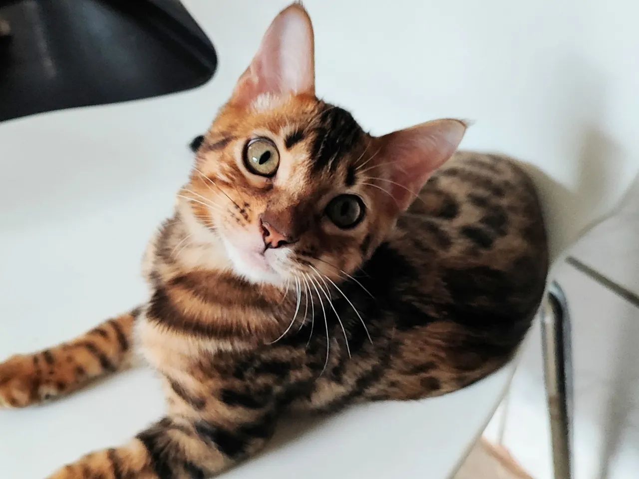 Gato Bengal 