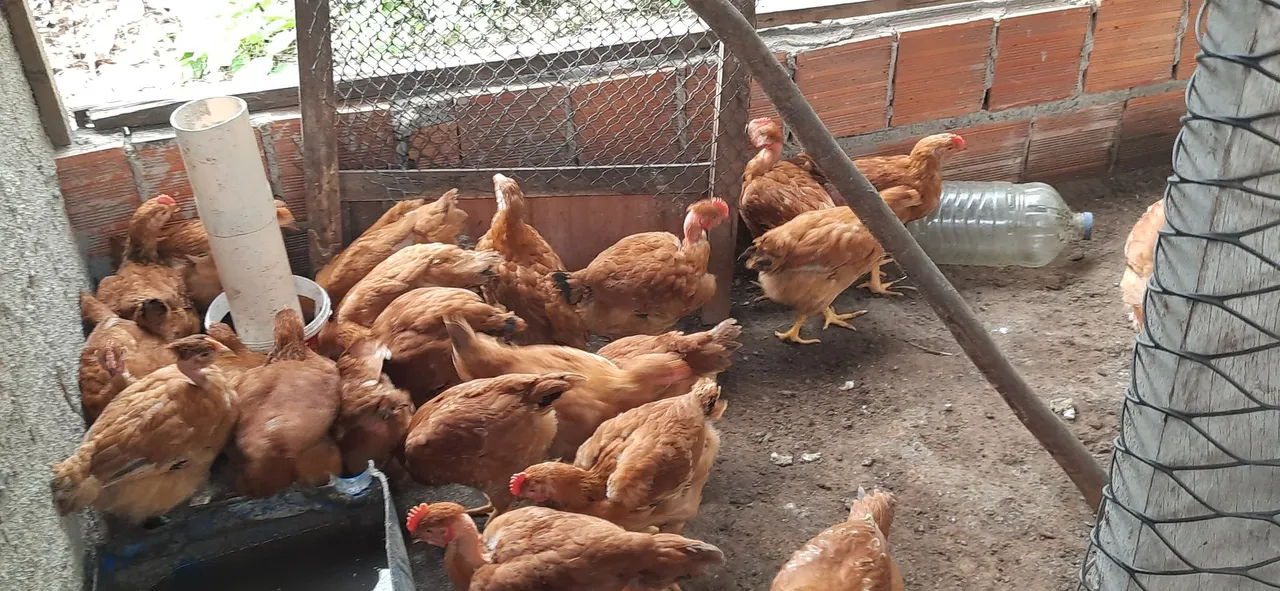 Galinhas Caipiras